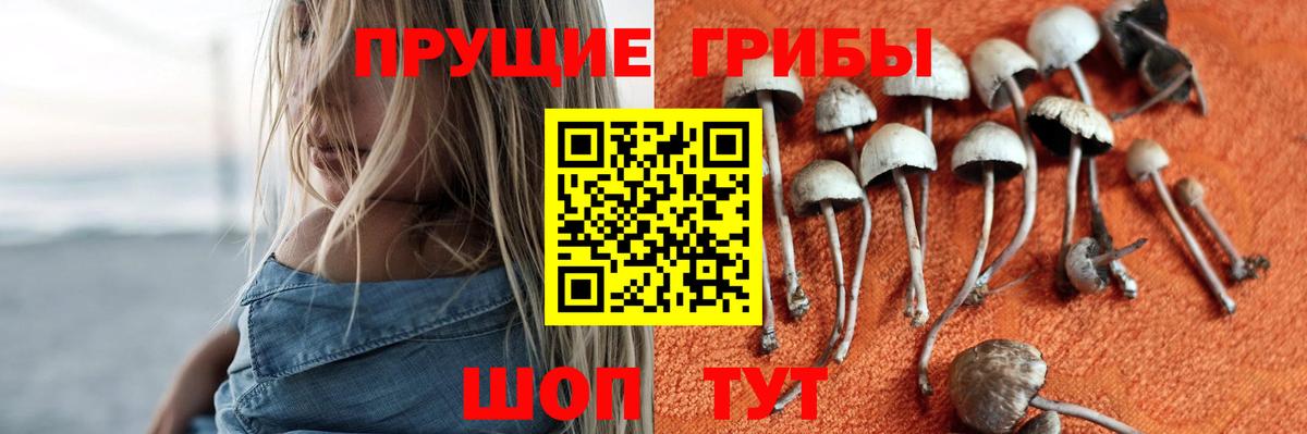 Павлово  Галлюциногенные грибы Psilocybine cubensis  Вход с VPN 